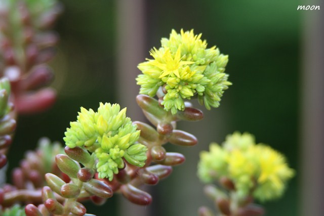 sedum